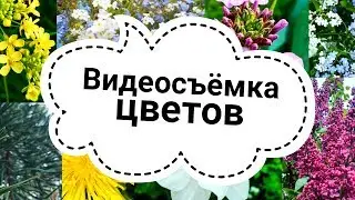 ...ВИДЕОСЪЁМКА...ЦВЕТОВ...Ульяна...КИМ...