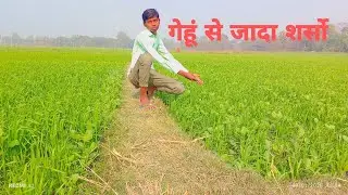गेंहू से जदा शर्सो #BITTU DHANUBANSI VLOGS08 