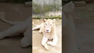 Snow Lioness Pakistan #lion #bigcat #animalloverofpakistan