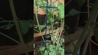 Super Sweet 100 Cherry Tomatoes #shorts #tomato #garden #plants