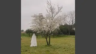 Tan feliç