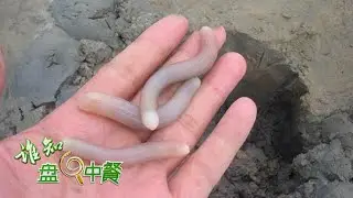 它们天生爱躲藏，营养却媲美名贵海产！如此神秘的沙虫是如何养殖的？让我们去沙滩上瞧一瞧 丨「谁知盘中餐」20230221