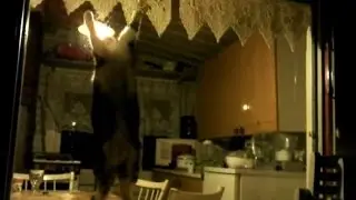 Cat Tries to Catch Insects through Window