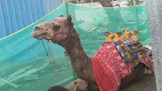 Camel (ஒட்டகம்) #camel #ytshorts #reels #animals #trending #viral #photography #cow #kidsvideo #kids
