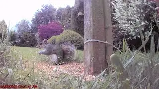 bird watch 2022-06-05