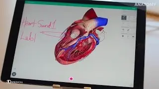 Sounds of the Heart | Anatomy Slices