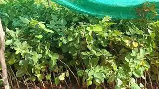 3 ,4அடி  உயர செம்மரகக்கன்றுகள்#  red sandal#nursery garden#3to4 feet red sandal#low price red sandal