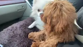 A little dog travel 🐶🐶 Far East 🌏 #dog #poodle #pomeranian #bestfriend #animals 