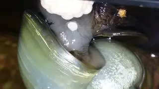 Mystery Snail Giving Birth Up-Close