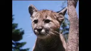Cougar Cub and American Black Bear Cub playing on Forest's American Samoa