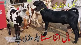 Sasty Rates Waly Khubsurat Bakray 😍 | Multan Bakra Mandi 2025 | Mandi Kay Rang” ✅