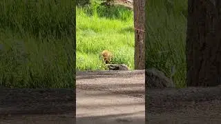 Cinnamon Black Bear in Yellowstone National Park