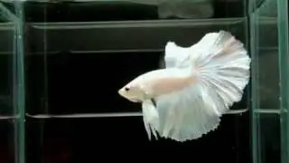 opaque greatbettas 2.flv