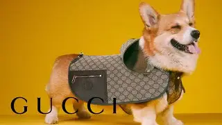The Gucci Pet Collection