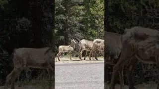 Wildlife-road interface highlights habitat overlap and grazing behavior of bighorn sheep.