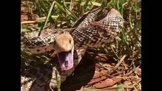 Snake Strikes the Camera on Wyoming Cattle Ranch. cartercountrymeats.com