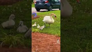#swan #swanbabies #nature #fyp
