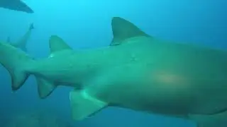 Grey Nurse Sharks - Dive Wolf Rock, Sunshine Coast