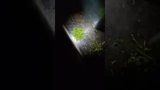 По-усложненото хранене на карабидът Amara aenea