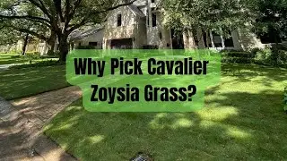 Why Pick Cavalier Zoysia Grass for Your Houston Area Lawn - Pearland Sugar Land Richmond TX