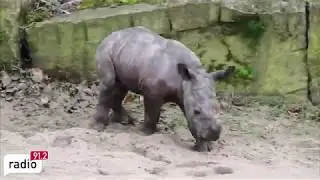 Nashornbaby Willi im Dortmunder Zoo - Radio 91.2