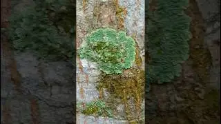 lichen#plants