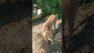 brown dog 🐕🐕❤❤🦮❤️#shorts #dog #like #shortsvideo #subscribe #viral