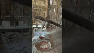 Grinding rice by hmong people in old times #laosculture #laostourism #laos #shortvideo