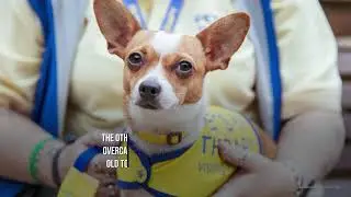 The Bravest Boys! UK Hero Dog Awards Finalists Announced
