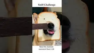 Sniffing Dog #shorts #funny #dog #fyp #tiktok