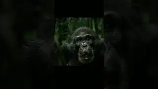 Эти приматы очень похожи на людей. Шимпанзе #shorts