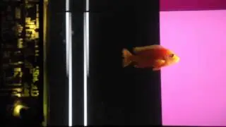 Dag is a DJ - A  Fish Is Playing Electronic Music In Live