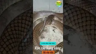 Rắn r&aacute;o v&agrave;ng b&ograve; v&agrave;o nh&agrave; #rankhongdoc #ran #randoc #  #snake #animals #dongvat