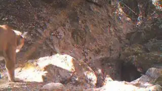Santa Monica Mountain Lions
