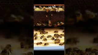 Bees colony Inside#bees #bees colony  #wildlife
