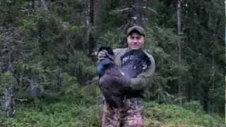 Sweden Capercaillie Hunt