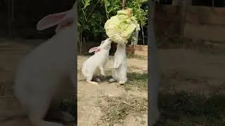 Bunny||Rabbit ||Bunny Blissful #bunnyeating #rabbit #healthyrabbitmeat Bunny Mukbang!