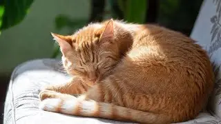 LIVE 🐱 Gentle Dream Music for Kittens 😴