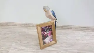 Fotor&aacute;meček Origami Parrot 10x15cm Kare