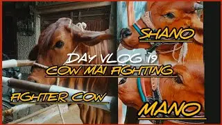 DAY VLOG 19 #cow#cowfight #cowmandivlog #cowvlog #cowvlogs #dailyvlog #hajjday#karachi#pakistan#vlog