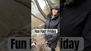 Fun Fact You Didn&rsquo;t Know | West Virginia | New River Gorge #shorts #funfactfriday #travel #roadtrip