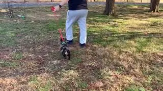 Max Training Progress Leash and Potty   SD 480p