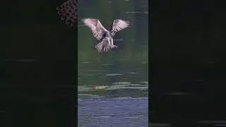 🦅 The Osprey Family - Young Ospreys Swooping Back To Their Nest - Captured In The Summer