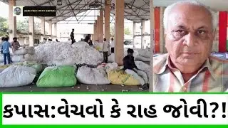 કપાસ વેચવો કે રાહ જોવી??!સારી સપાટીએ પહોંચેલા ભાવ માત્ર પોરો ખાવા જ અટક્યા છે કે' મથાળુ આવી ગયુ?!