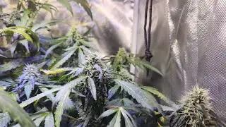 2025 indoor/outdoor Grow update!! All 3 random bag seed were female!!!