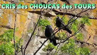 CRI du CHOUCAS des TOURS - Coloeus monedula