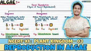 Plant Kingdom| Lec 3- Reproduction in Algae| Class 11| NEET| Neetology
