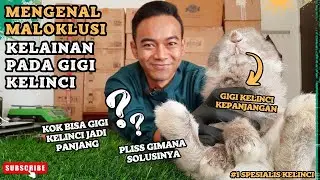 KELAINAN PADA KELINCI, APA ITU MALOKLUSI GIGI KELINCI ? #kelincisehat #rabbitcare #gasarabbits