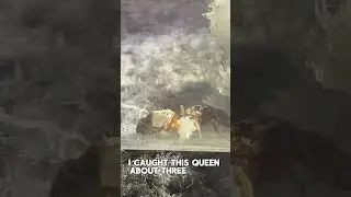 Ant Queen Shows Massive Pile of Eggs👑🐜🥚 #antqueen #ants #antkeeping