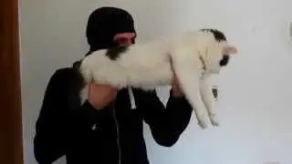 shotgun cat